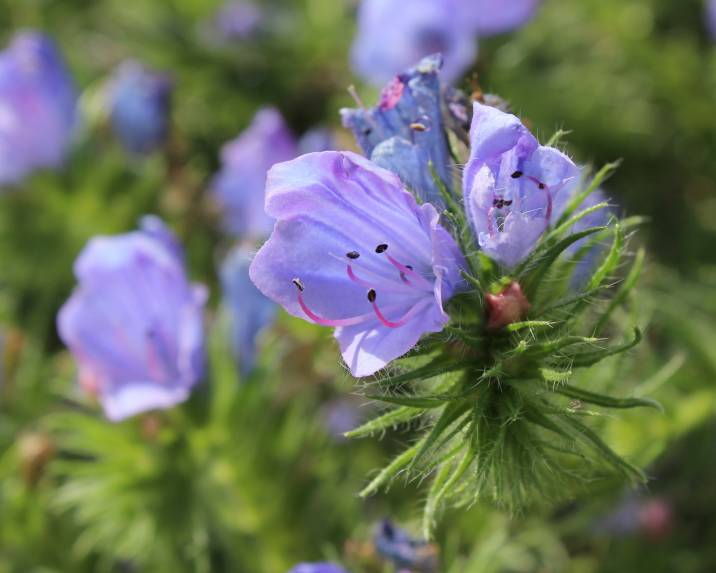delicate blue bedder flowers