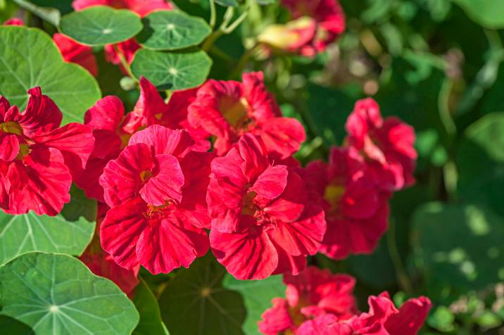 red nasturtium flowers