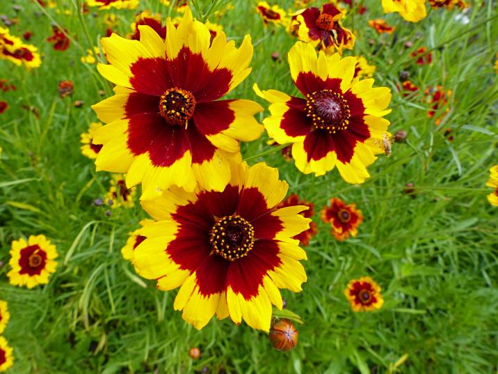 yellow and red Mardi Gras flowers