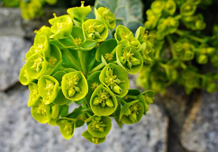 beautiful bells of Ireland flowers