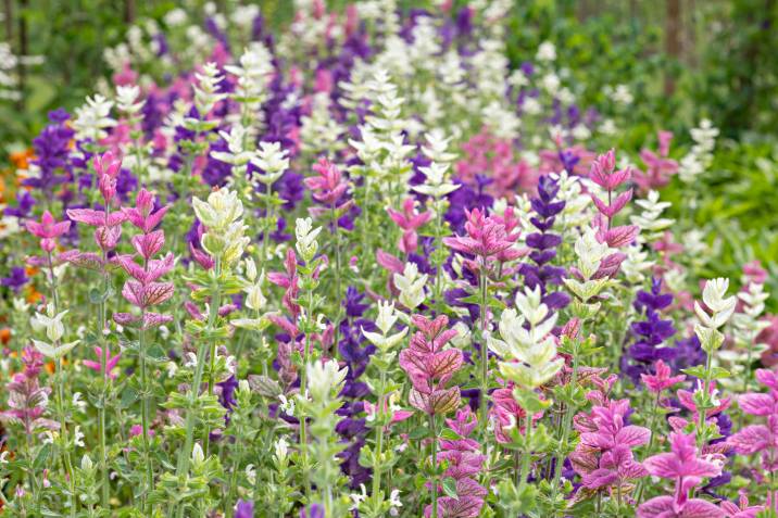 annual clary sage