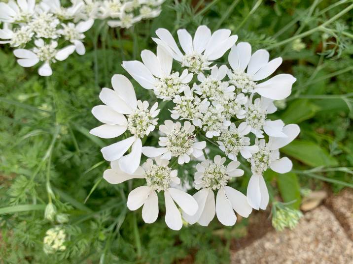 Orlaya grandiflora with green leaves