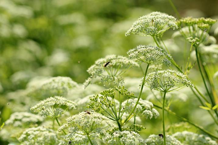 bishop's weed thriving in a garden