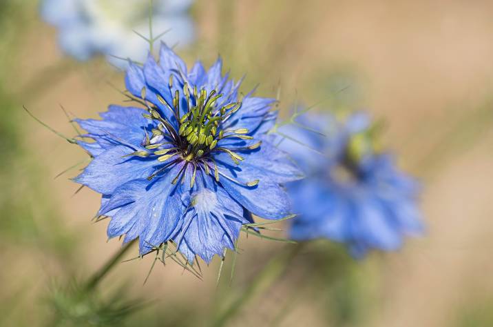 love-in-a-mist flowers