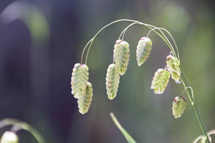 greater quaking grass