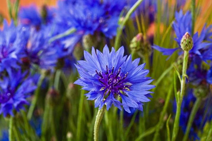 cornflowers in full bloom