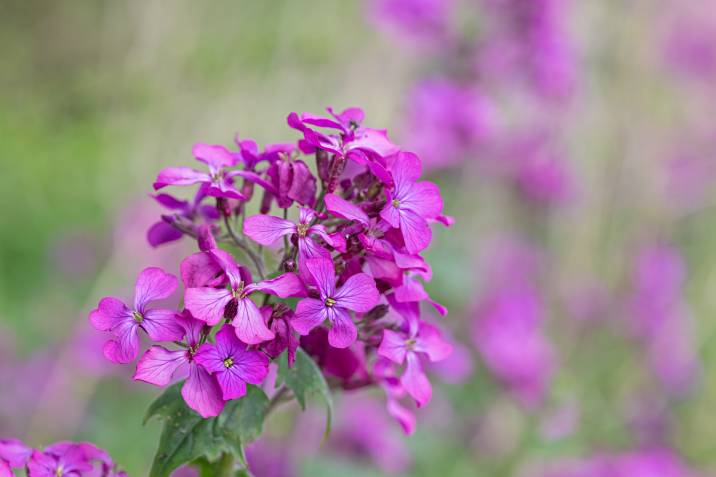 honesty flowers in bloom