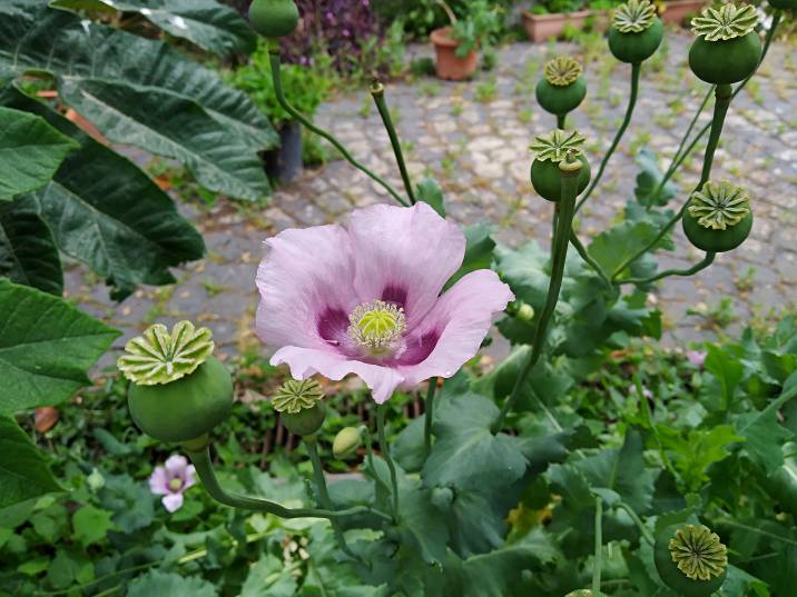 opium poppy in bloom