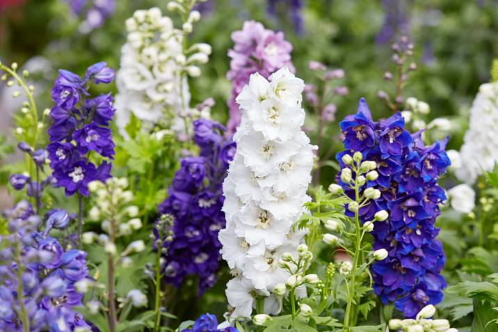 larkspur flowers