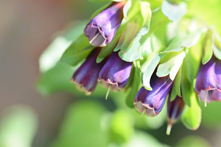 honeywort flowers