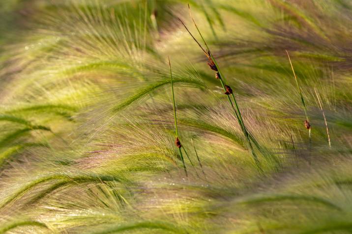 foxtail barley