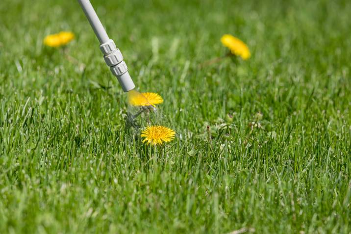 applying herbicide treatment on dandelion weed as winter lawn care measure