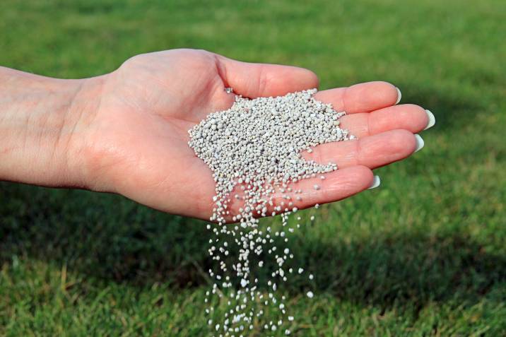 spring lawn care, spreading fertiliser by hand to maintain healthy grass