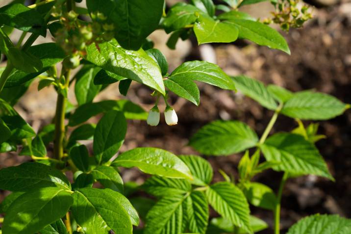 white flower buds on bush