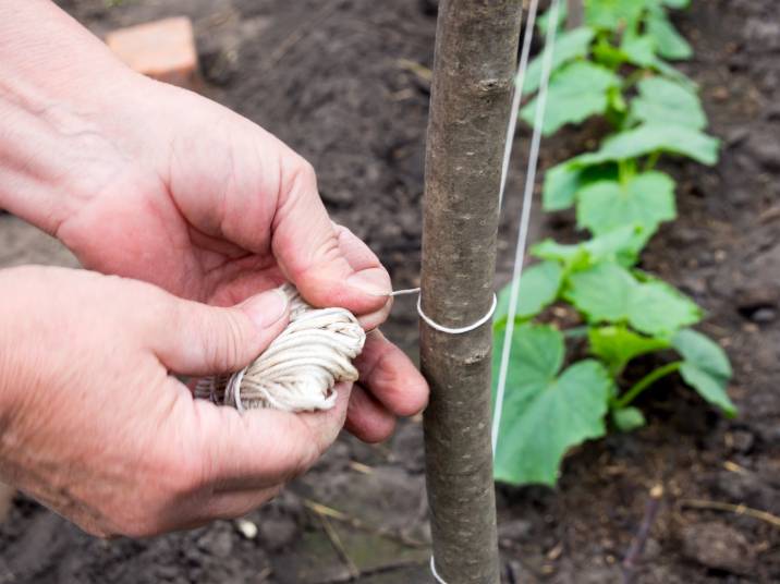 tying a string on wooden stakes before trimming a bush