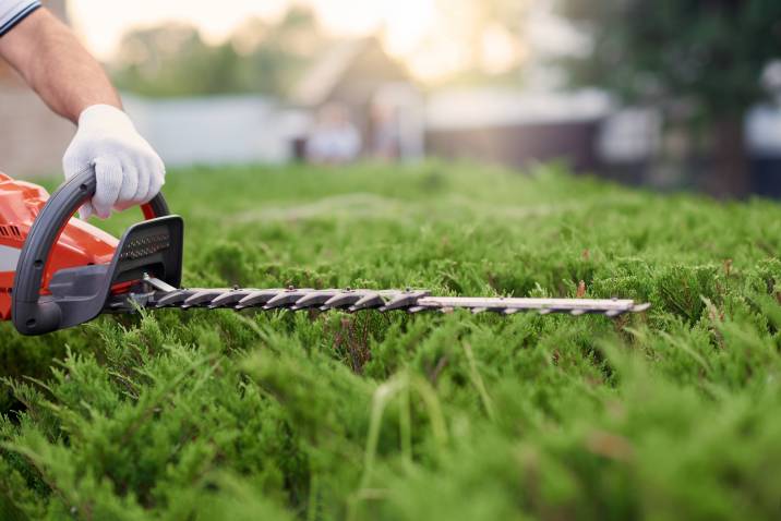 cutting a bush with electric trimmer