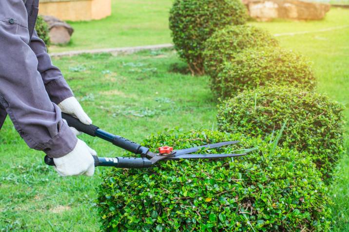 trimming bushes into a round shape