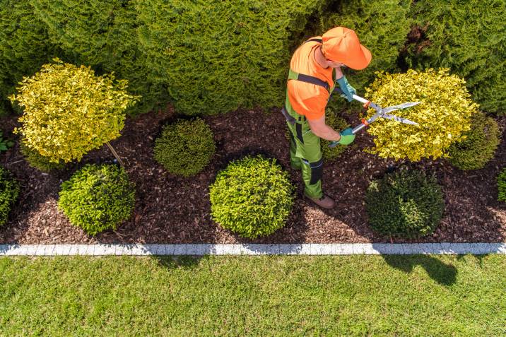 top view of professional gardener trimming bushes