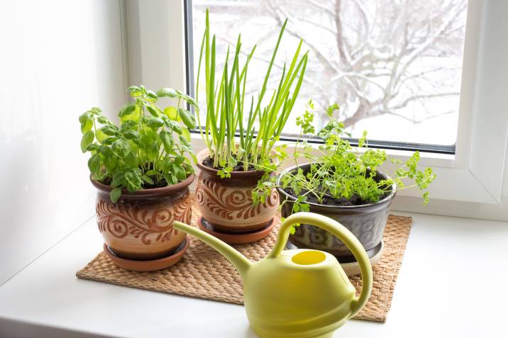 indoor herb plants on windowsill