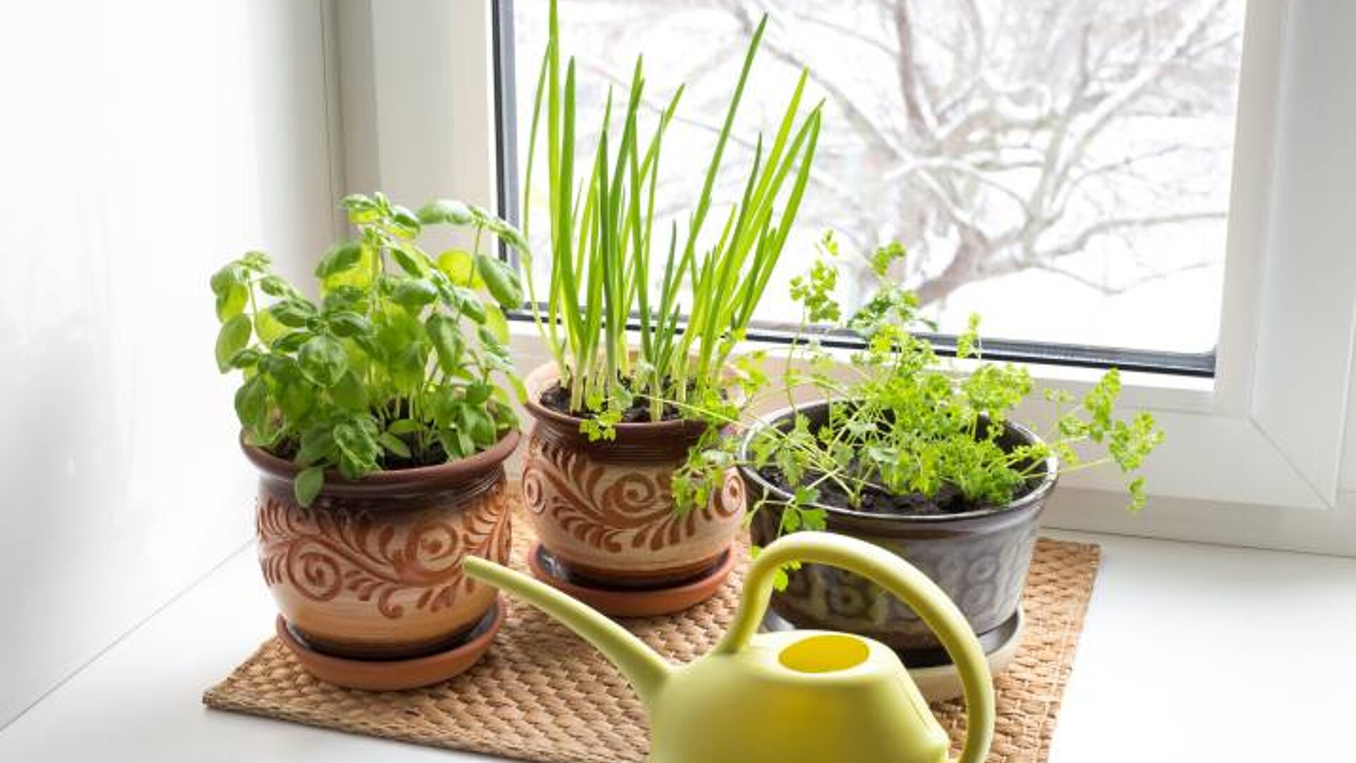 profitable herbs to grow