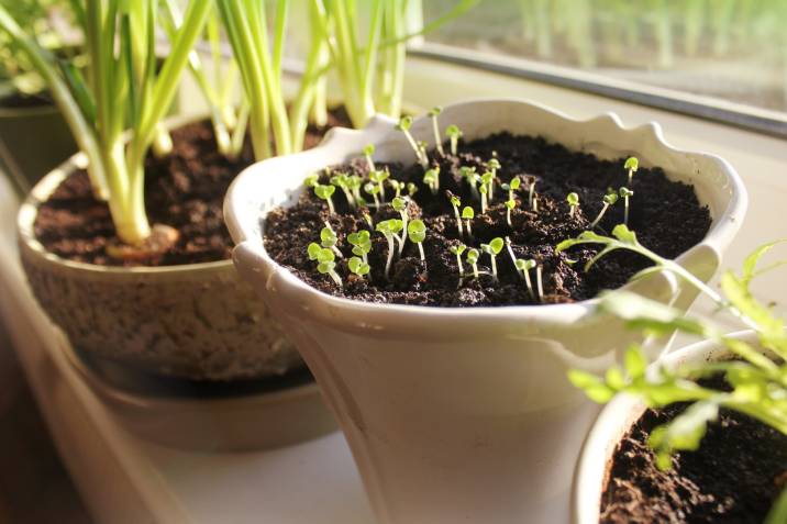 indoor plant seedlings growing in a pot