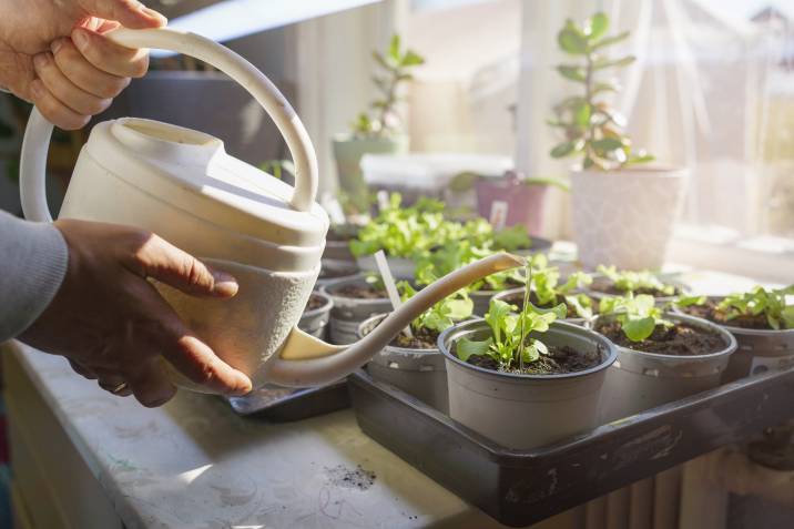 watering indoor herbs