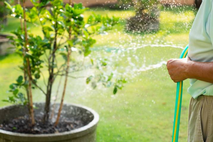 a gardener watering a lime tree