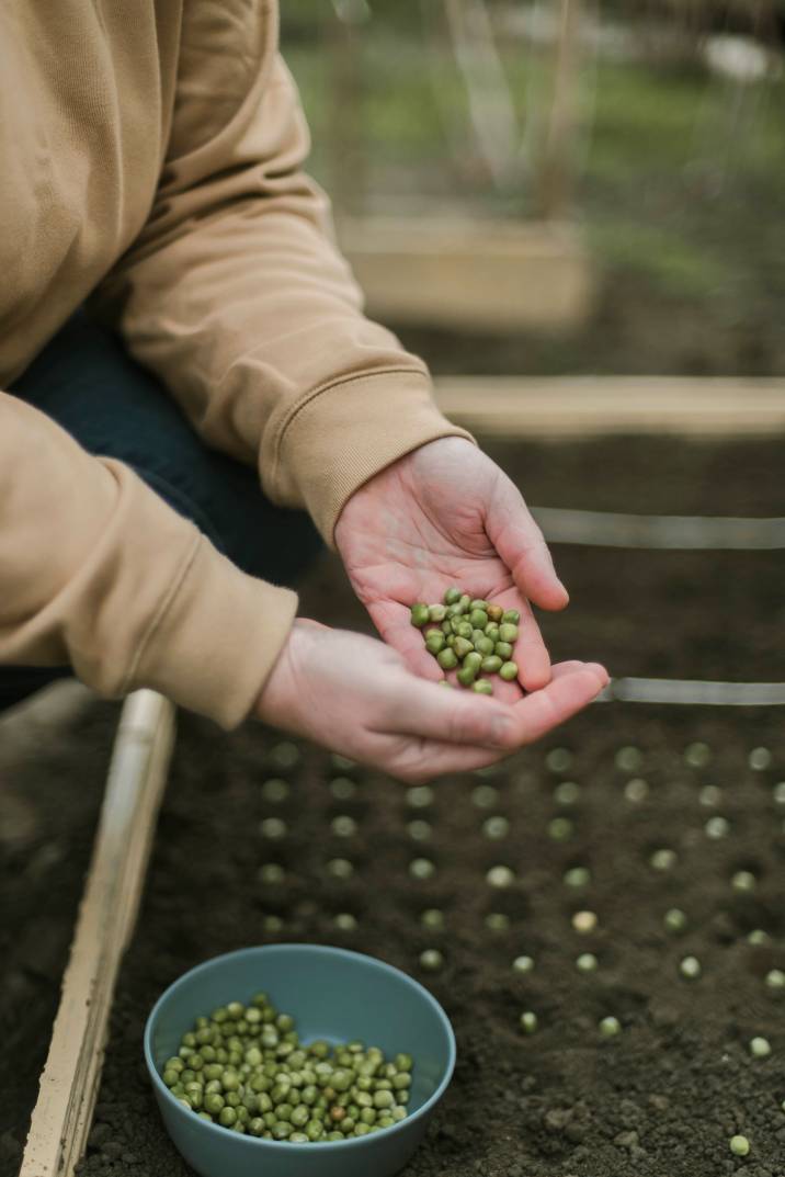 a gardener sowing seeds