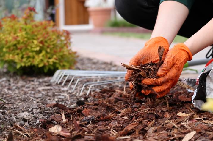 a gardener mulching a garden