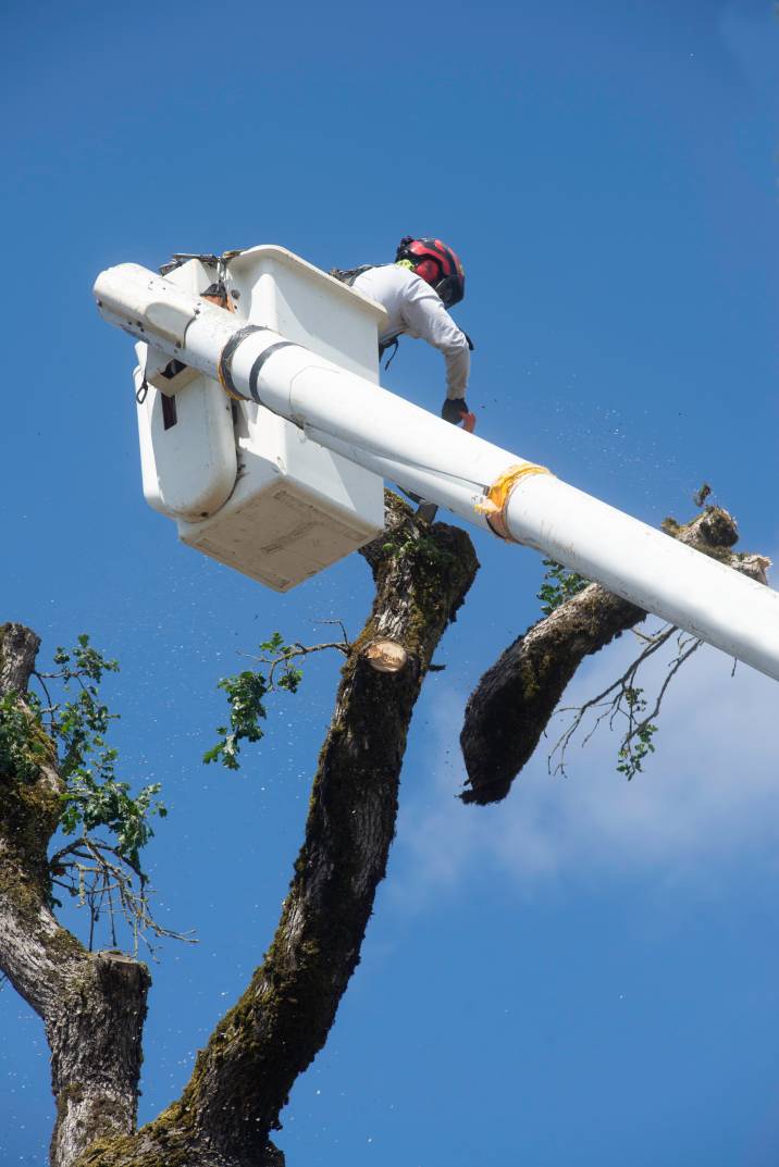 a tree surgeon cutting off a thick branch