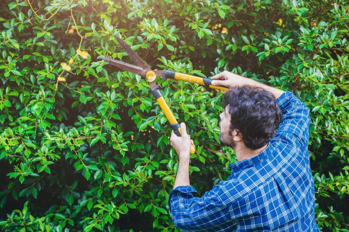 Hedge trimming to make money