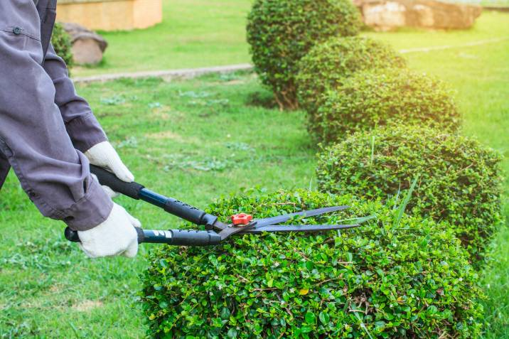 a gardener trimming a hedge with pruning shears