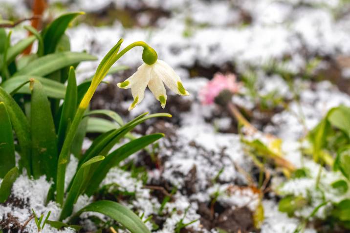 Garden after winter