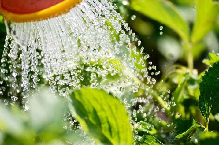 watering spring plants