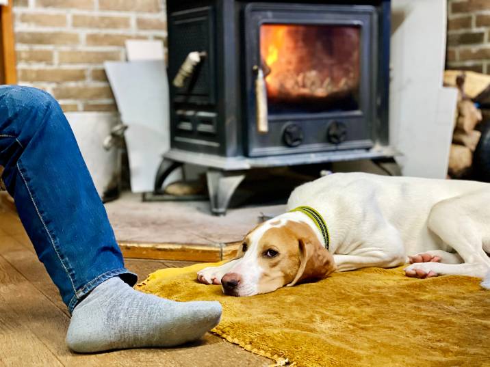 a man looking after a dog