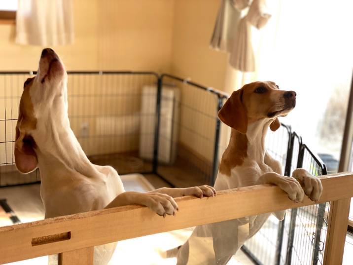 two dogs in a safe enclosure