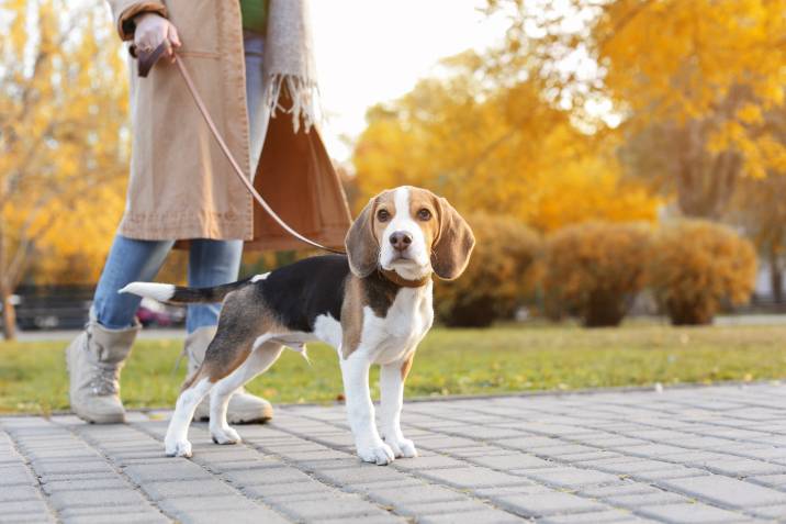 a woman walking a beagle