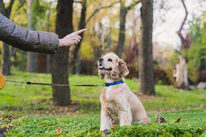 a woman training a dog