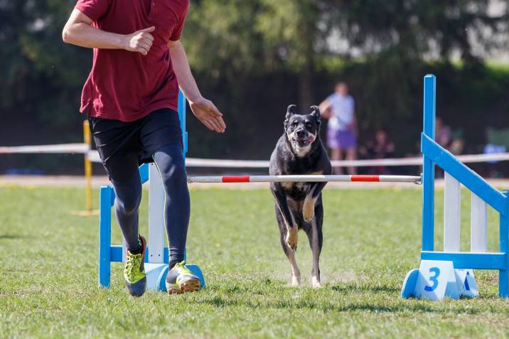 a dog jumping over a hurdle