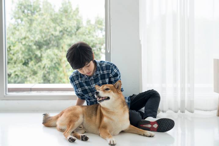 a Shiba Inu posing with a kid