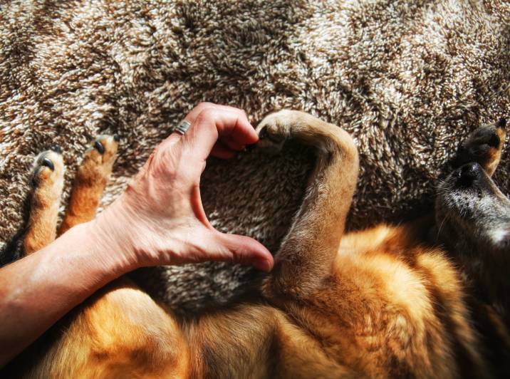 a man connecting his hand with a dog's paw to form a heart