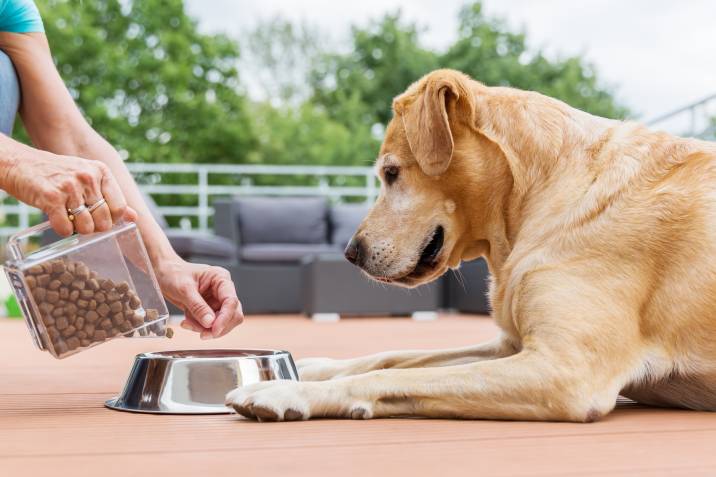 a man feeding a dog