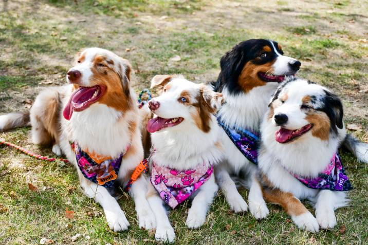 four dogs wearing bandanas