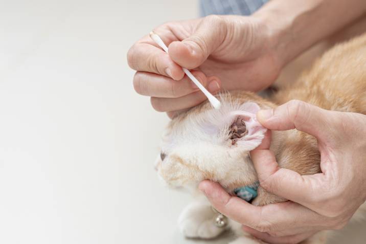 cleaning a cat's ear with a q-tip