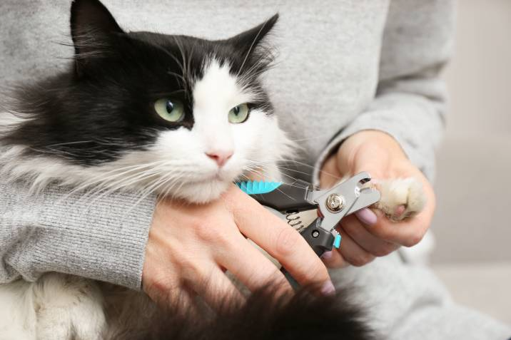 trimming a long-haired cat's nails