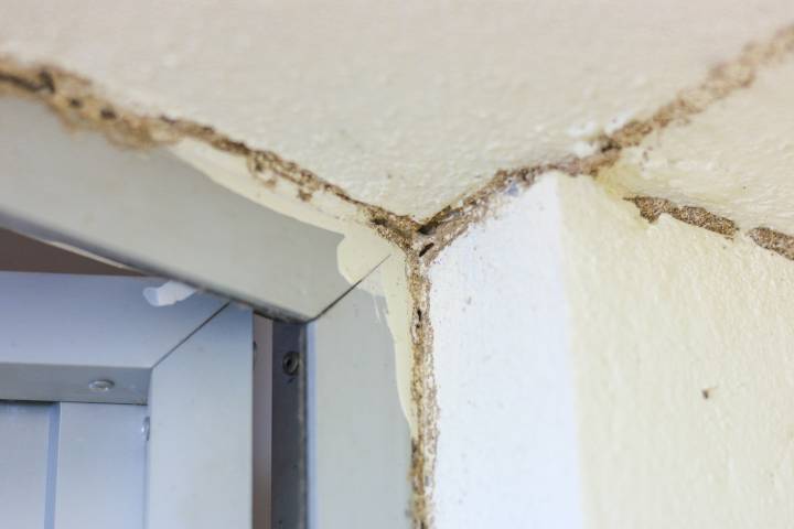 termite infestation on house wall and ceiling