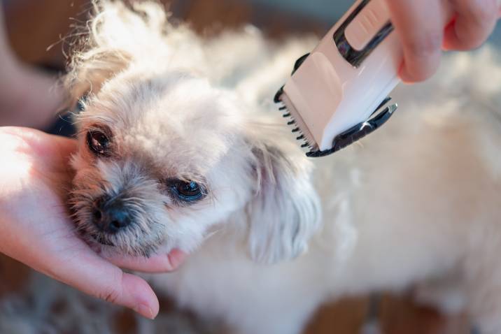 Grooming A Dog'S Body With Clippers At Home