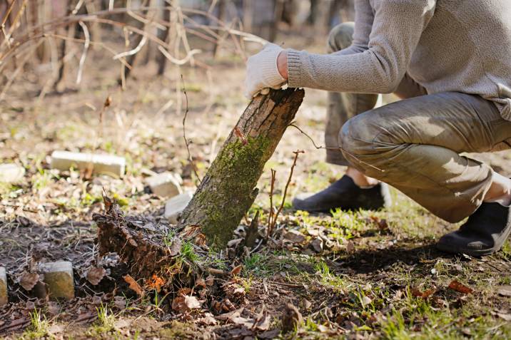 a man preparing to remove a tree stump