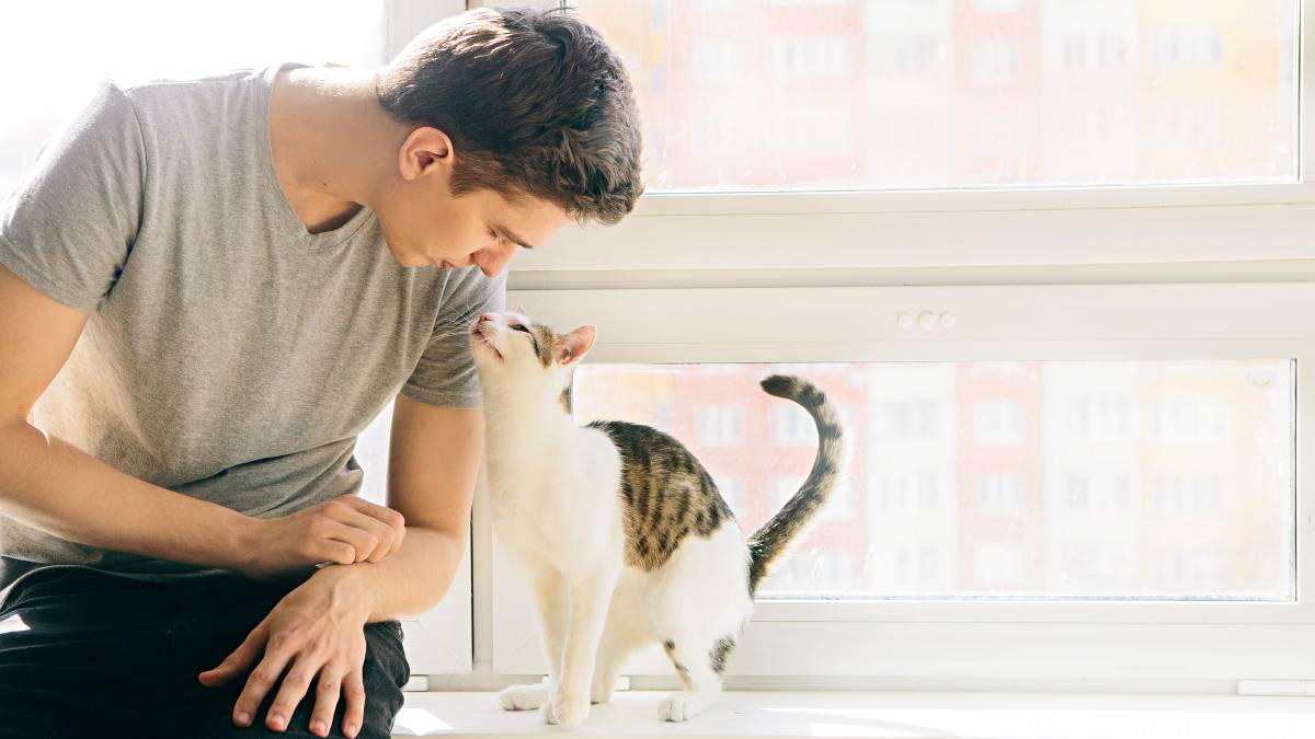 How Much Do Cat Sitters Charge in the UK? Airtasker UK