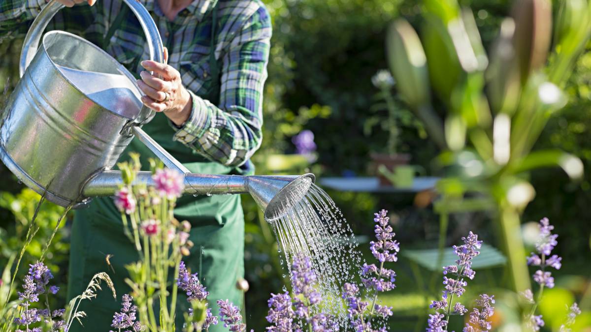 a gardener watering plants